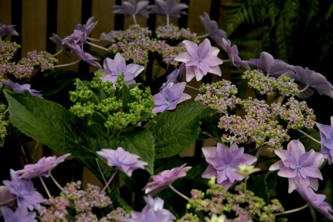 Coup de coeur du jour : l'hortensia photo 5